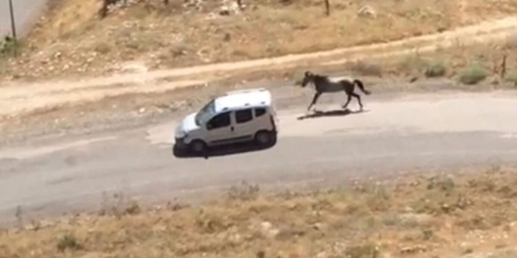 Elazığ’da atı aracın gerisine bağlayıp koşturan şahsa 5 bin 505 lira ceza