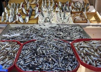 Zonguldak’ta hamsiler balık tezgahlarını süslüyor