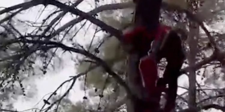 Muğla’da yamaç paraşütü ile ağaçta mahsur kalan kazazede kurtarıldı